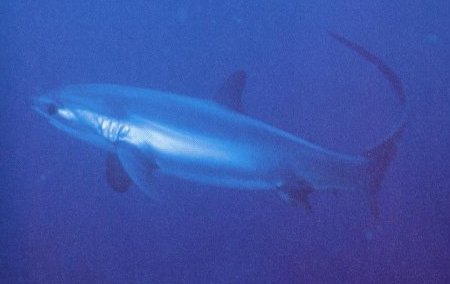 Pelagic Thresher Shark Hunting — Alimatha Maldives