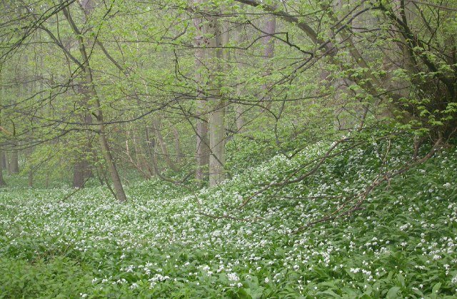 Wild Garlic Woodland — Forest of Dean