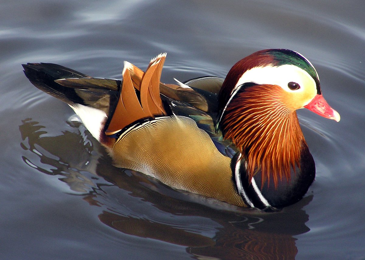 Mandarin Duck Season — River Exe Devon England