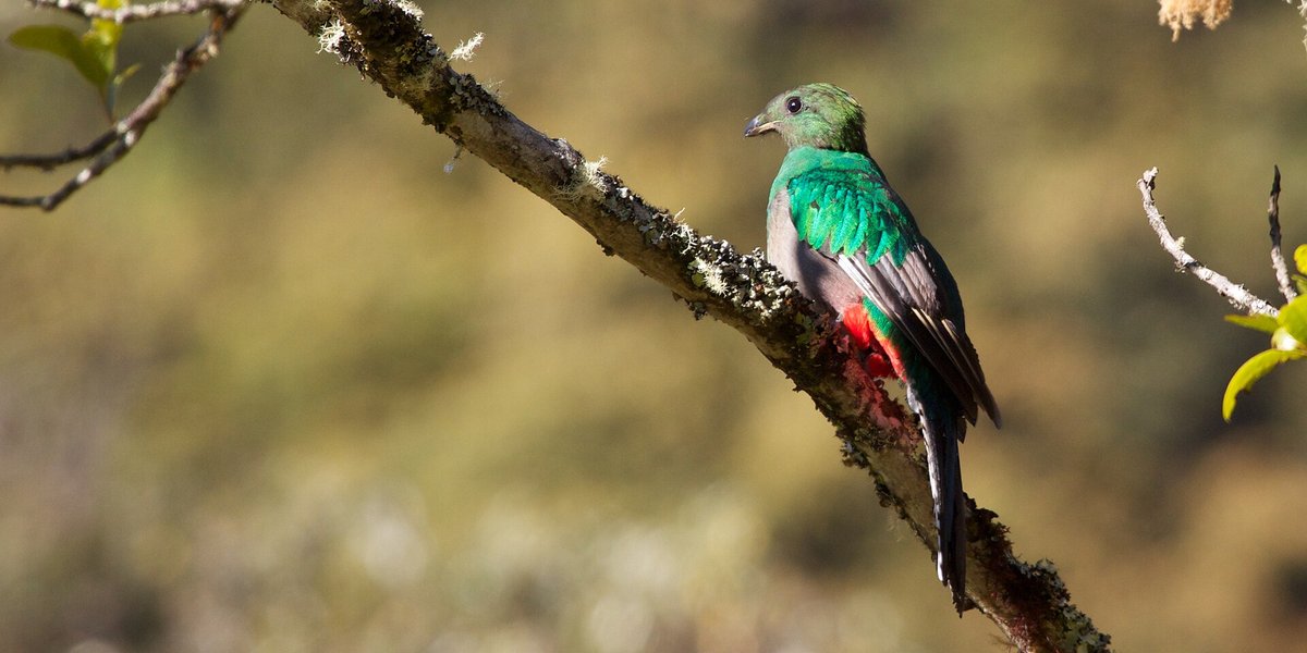 Resplendent Quetzal Avocado Season — Guatemala Highlands