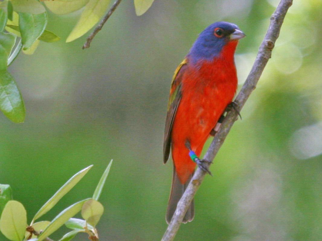 Painted Bunting Migration — Gulf Coast USA
