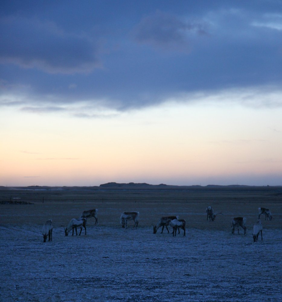 Reindeer Migration — Finnmark Norway