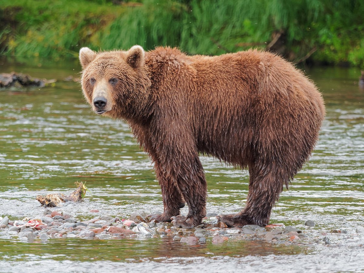 Kamchatka Brown Bear Salmon Run — Russia
