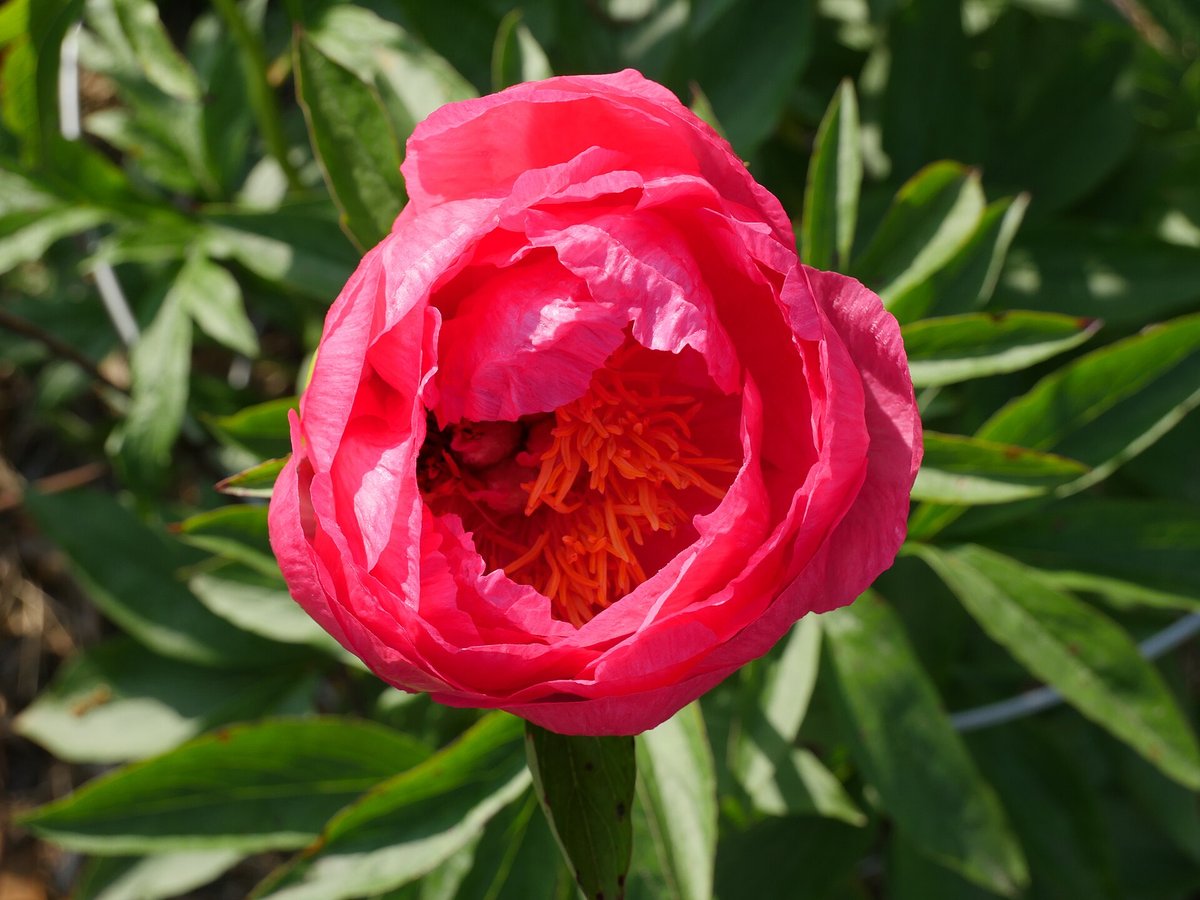 Wild Peony Bloom — Crete Samaria