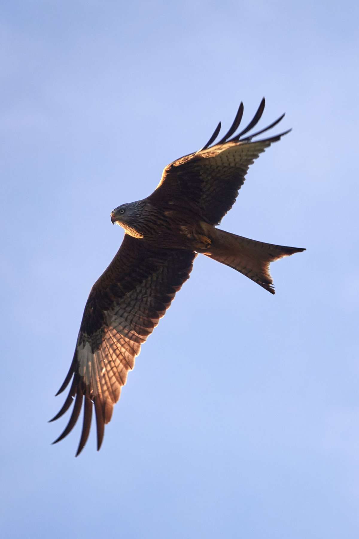 Red Kite Murmuration — Rhayader Wales