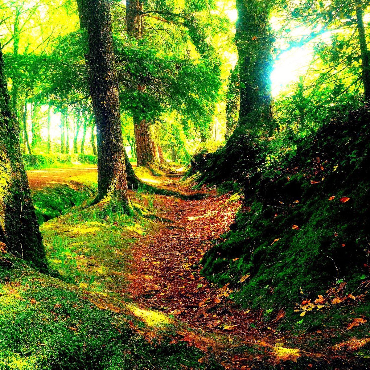 Forêt de Brocéliande / Paimpont