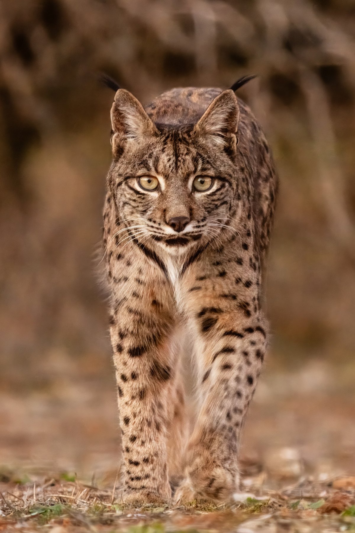 Iberian lynx — Sierra de Andújar