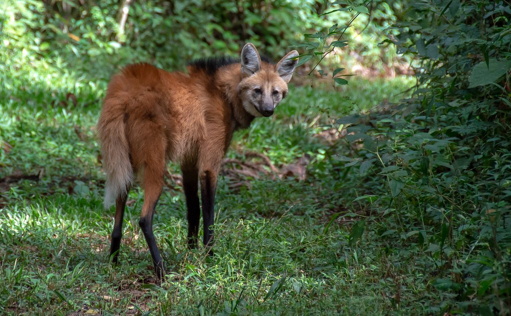 Maned Wolf Twilight Hunt — Emas National Park Brazil