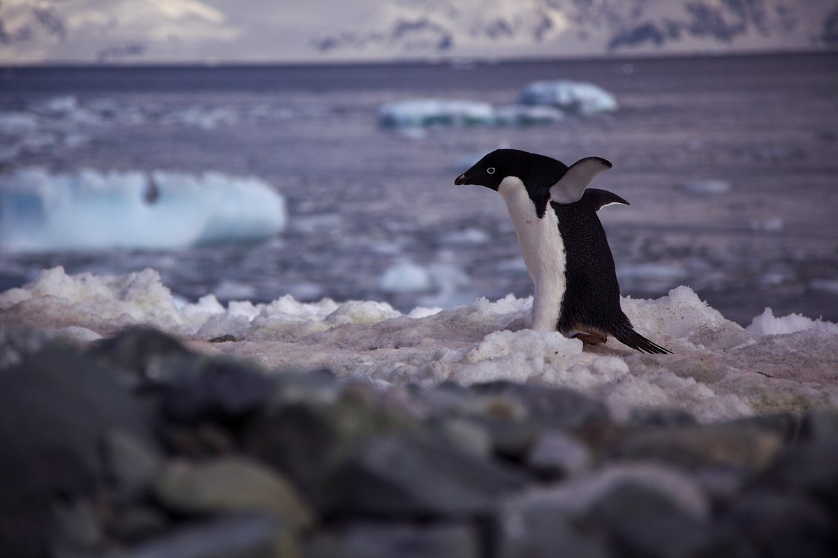 Adélie Penguin Highway — Ross Sea Antarctica
