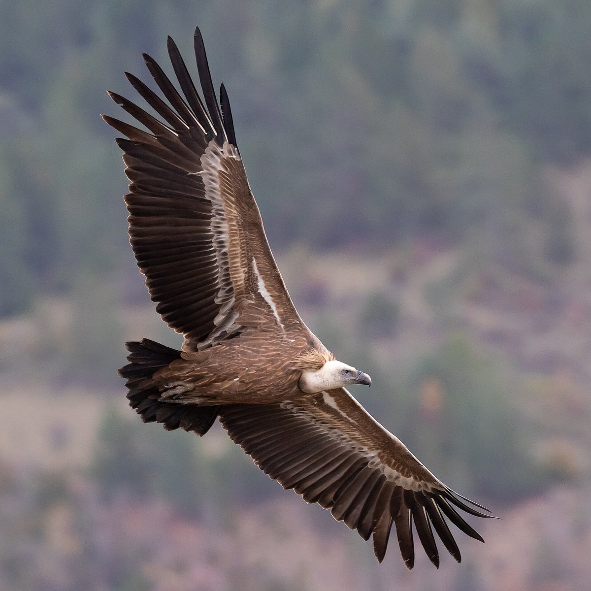 Griffon vulture colony — Cañón del Río Lobos