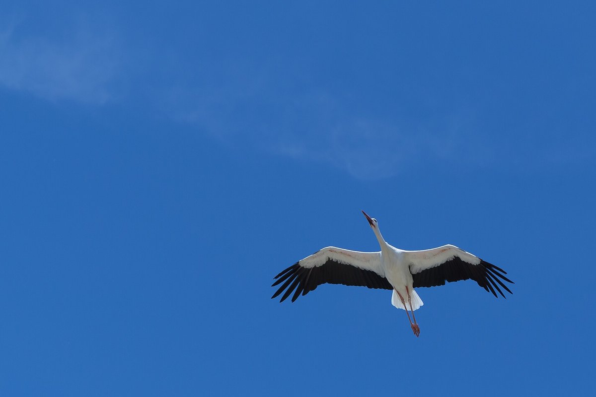 White Stork Spring Arrival — Extremadura Spain
