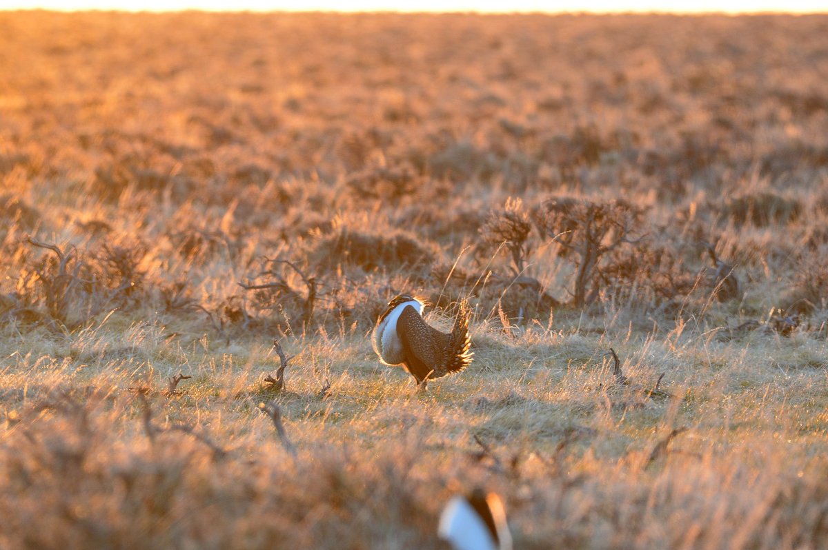 Greater Sage-Grouse Lek — Sublette County Wyoming USA