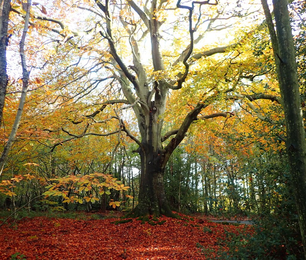 Beech autumn — Hayedo de Montejo