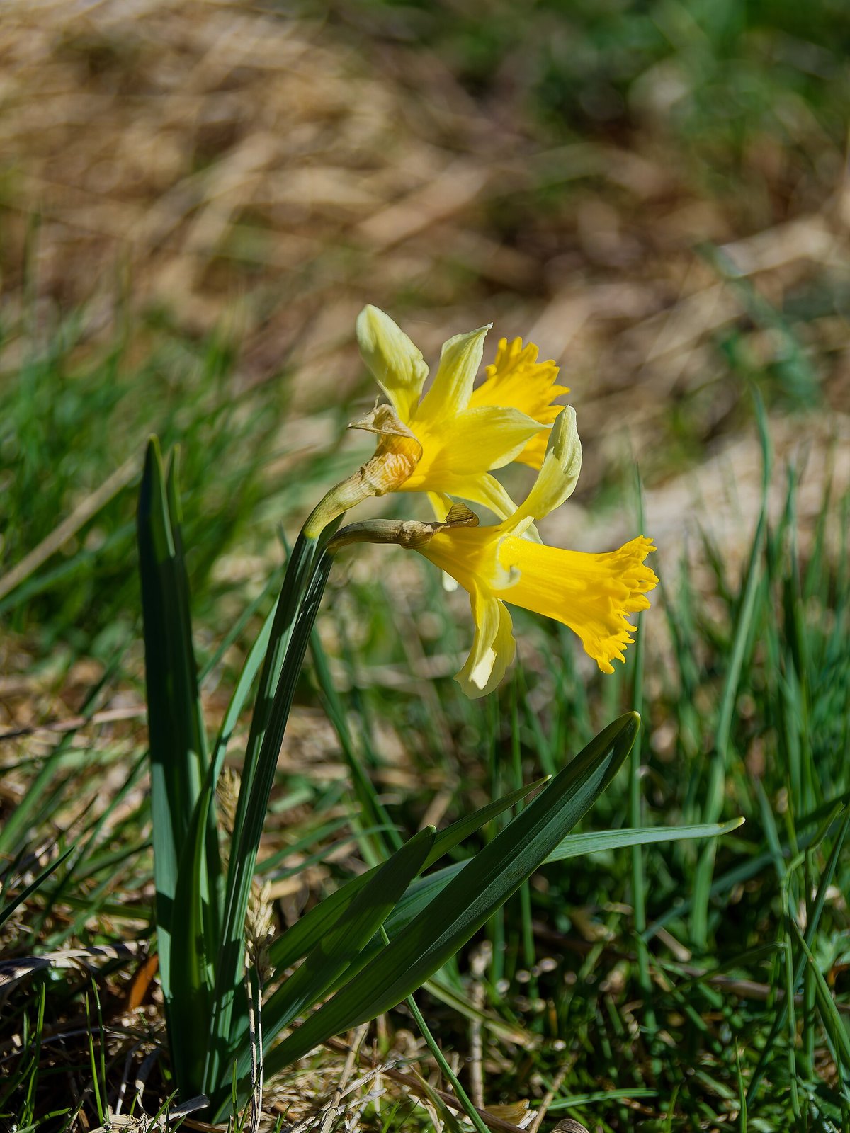 Wilde Narzissen Perlenbachtal