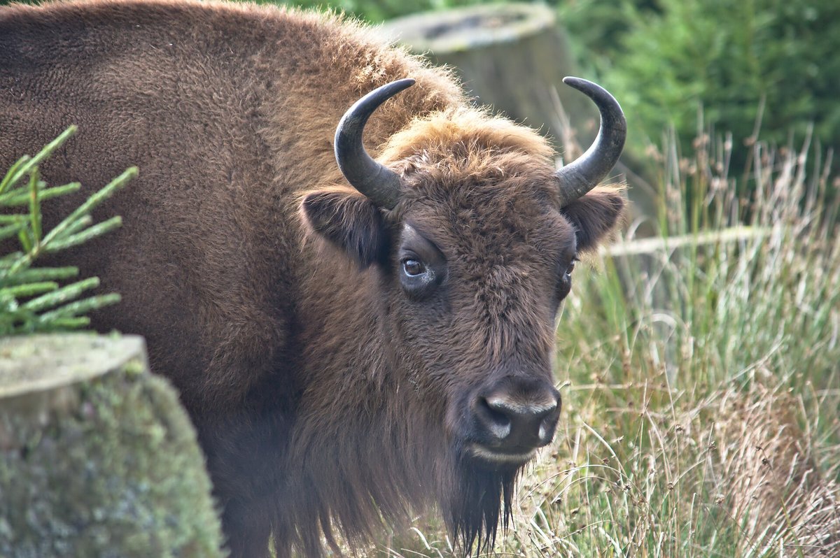 Wisent-Wildnis Rothaargebirge