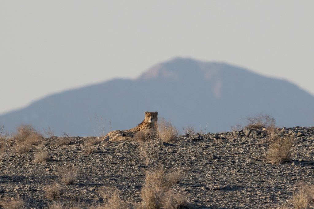 Cheetah Hunt Observation — Serengeti Tanzania