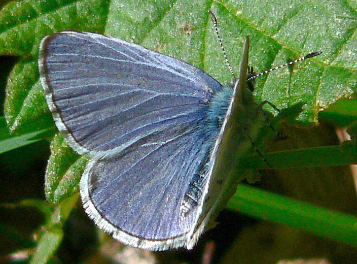Spring Azure Butterfly — Cévennes