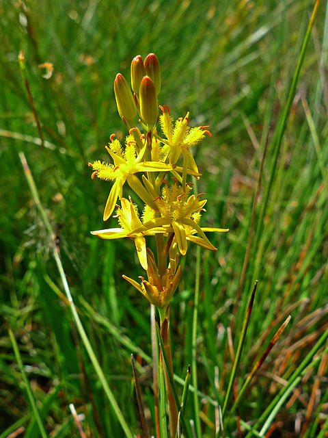 Bog Asphodel Bloom — Cairngorms Scotland