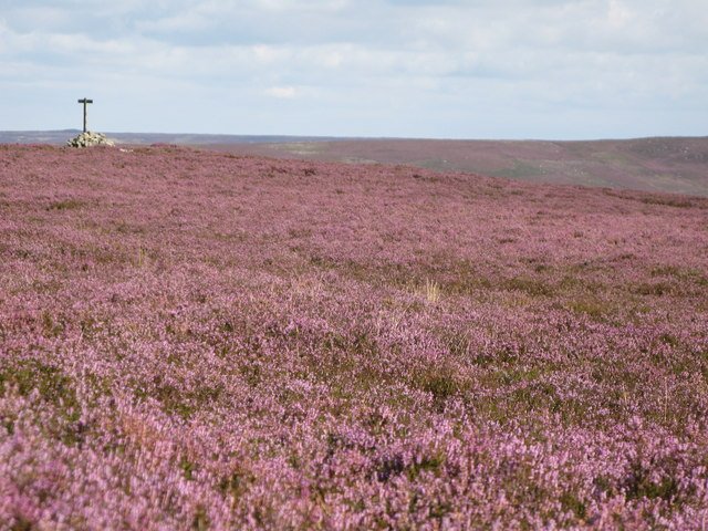 Heather Moorland Bloom — North York Moors