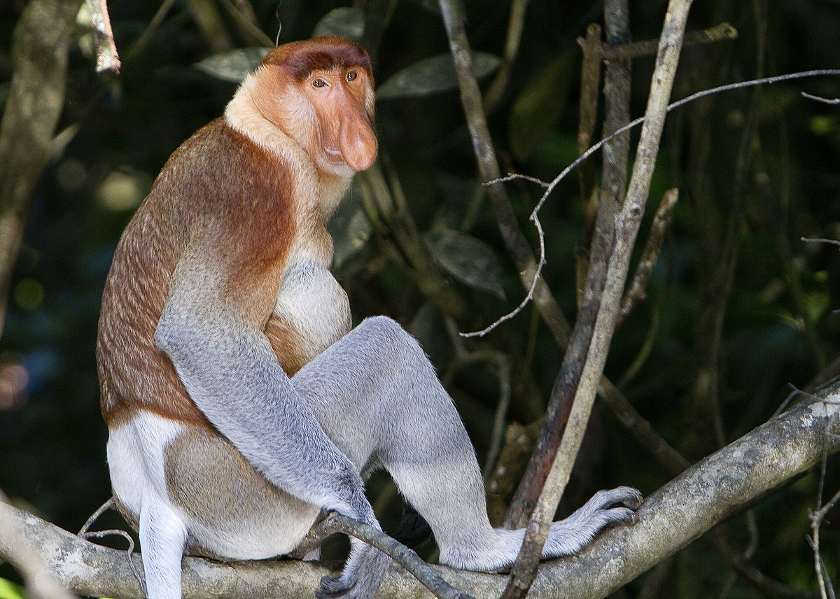 Proboscis Monkey Riverine Congregation (Kinabatangan River, Borneo) — Danau Sentarum National Park