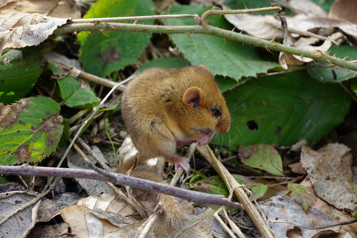 Hazel Dormouse Hibernation Check — Cotswolds England
