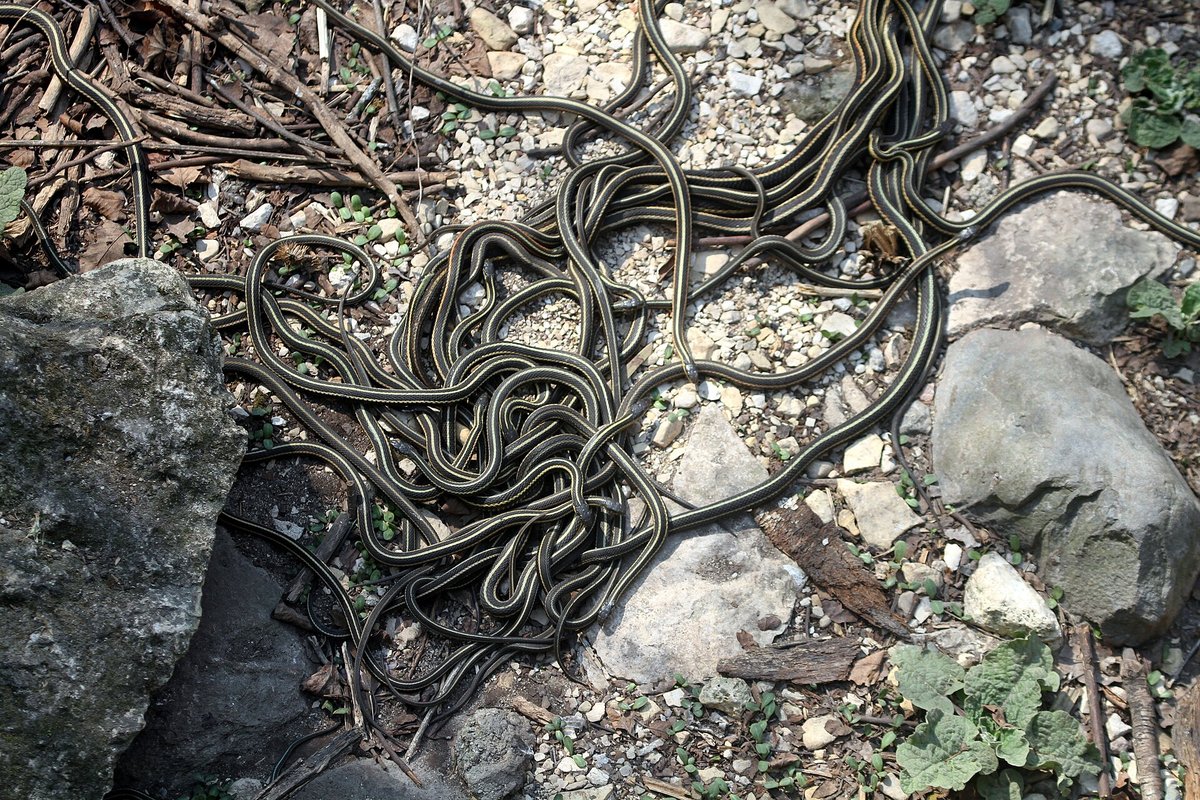 Red-Sided Garter Snake Mating Ball — Manitoba Canada