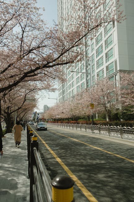 Yunjungno Cherry Blossom Yeouido