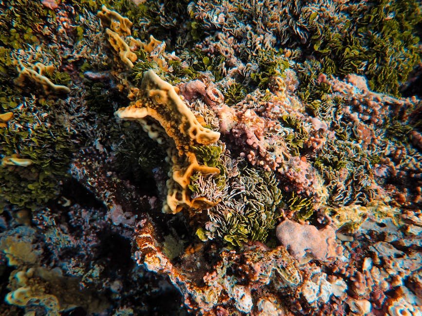 Eastern Sambo Coral Reef — United States