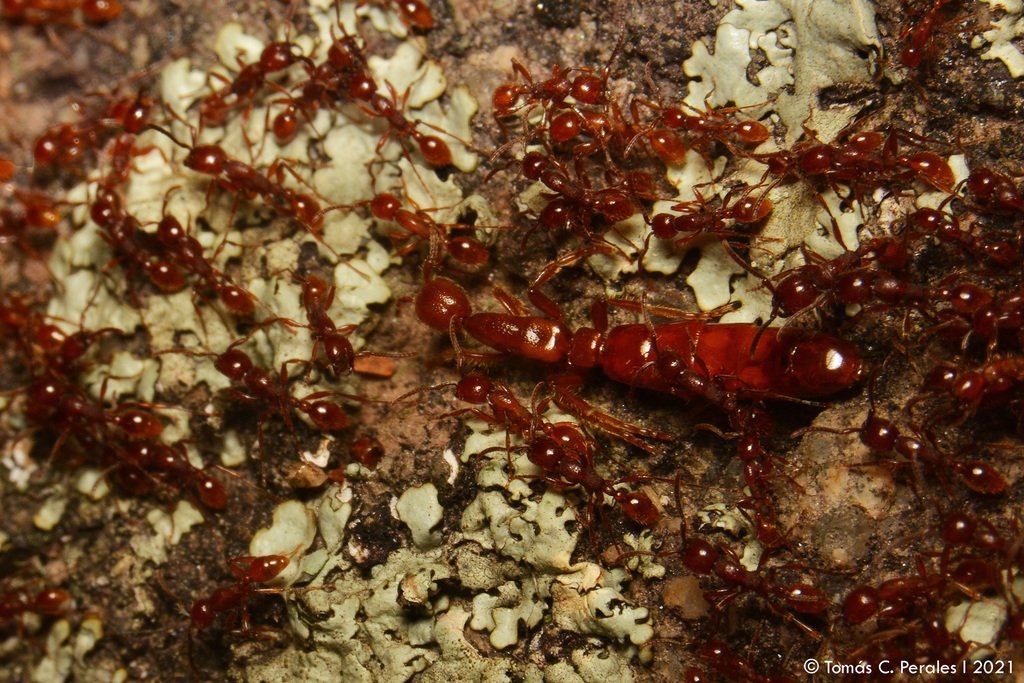 Army Ant Raid with Antbirds — Costa Rica