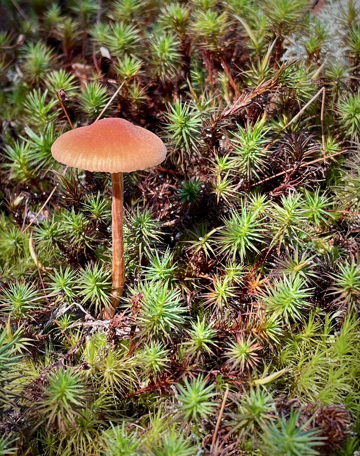Autumn Fungi Rainbow — New Forest England