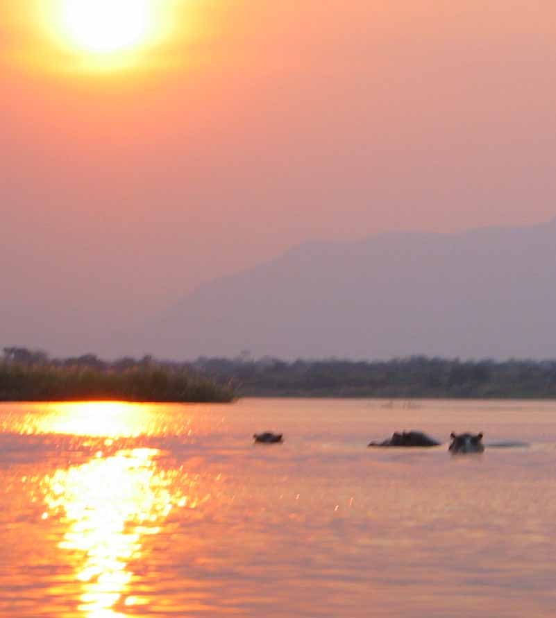 Mana Pools Hippo Congregation — Zimbabwe
