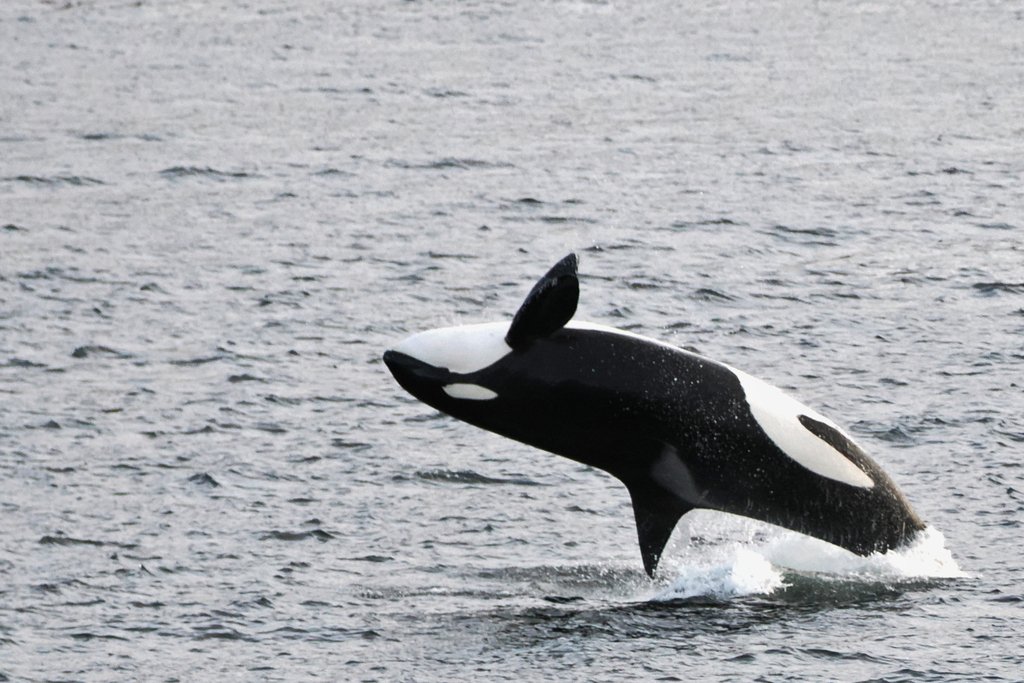 Orca Wave-Washing — Antarctic Peninsula