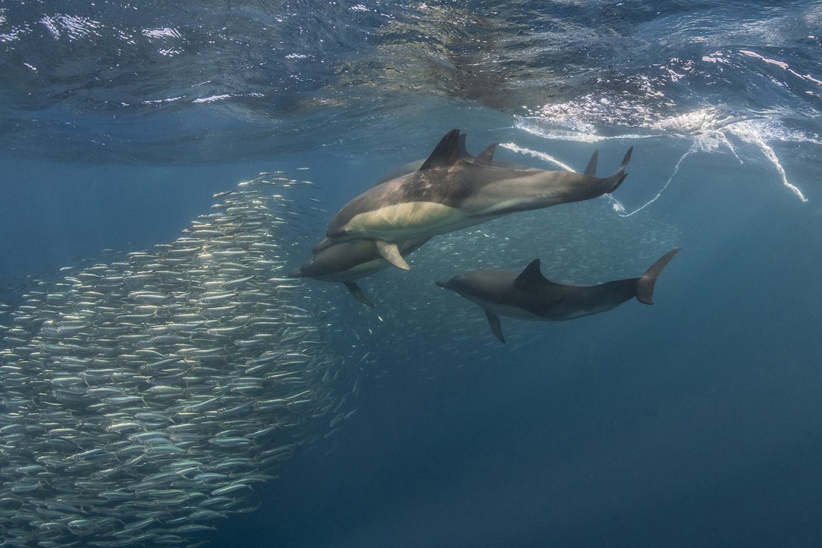 Sardine Run KwaZulu-Natal — South Africa