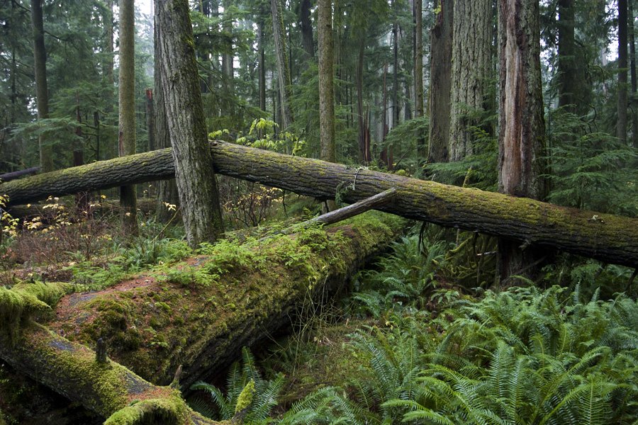 Cathedral Grove Douglas Fir Giants