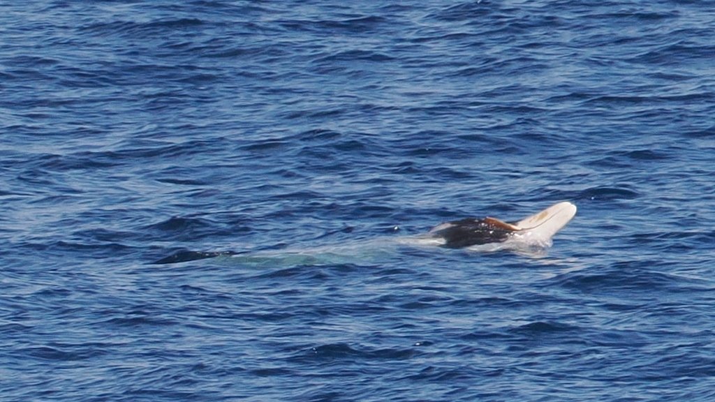 Beaked Whale Deep Diving Season — Ligurian Sea Italy