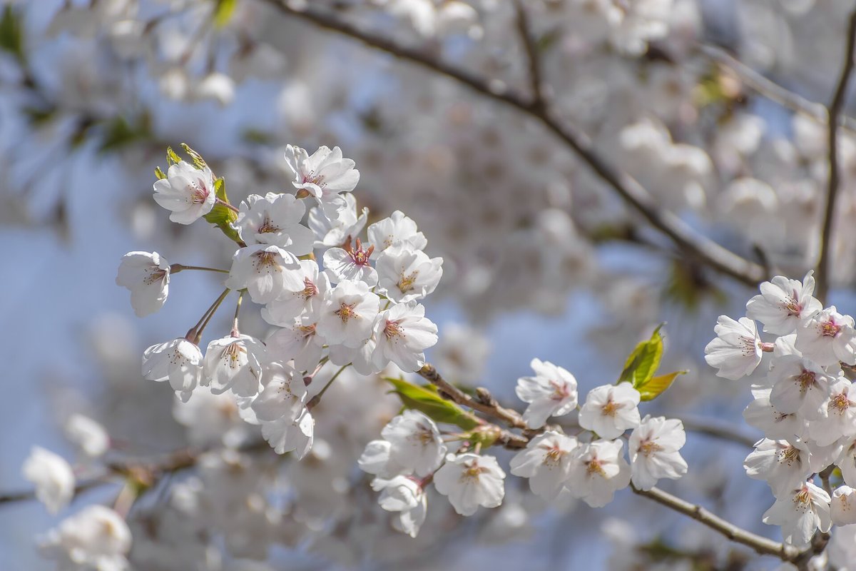 High Park Cherry Blossom