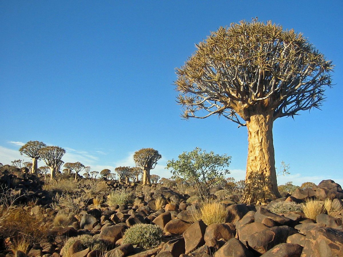 Quiver Tree Aloe Bloom — Namibia Keetmanshoop