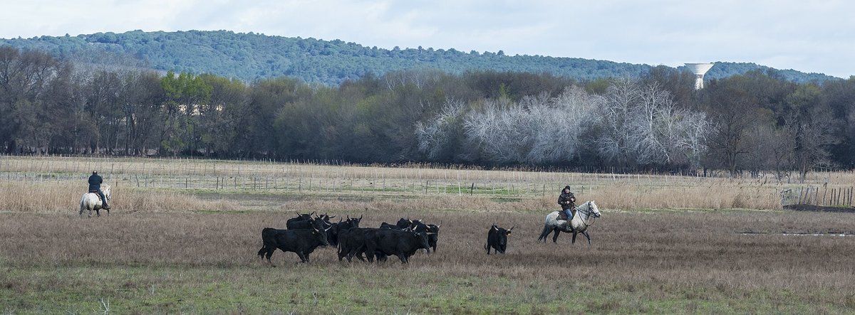 Camargue Gardian Cattle Drive — Provence France