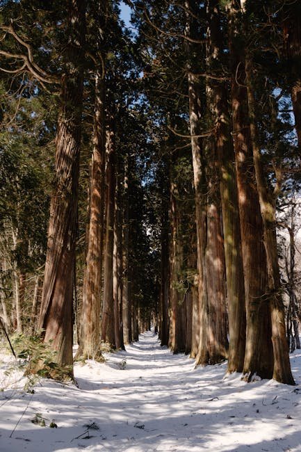 Naesosa Cedar Approach