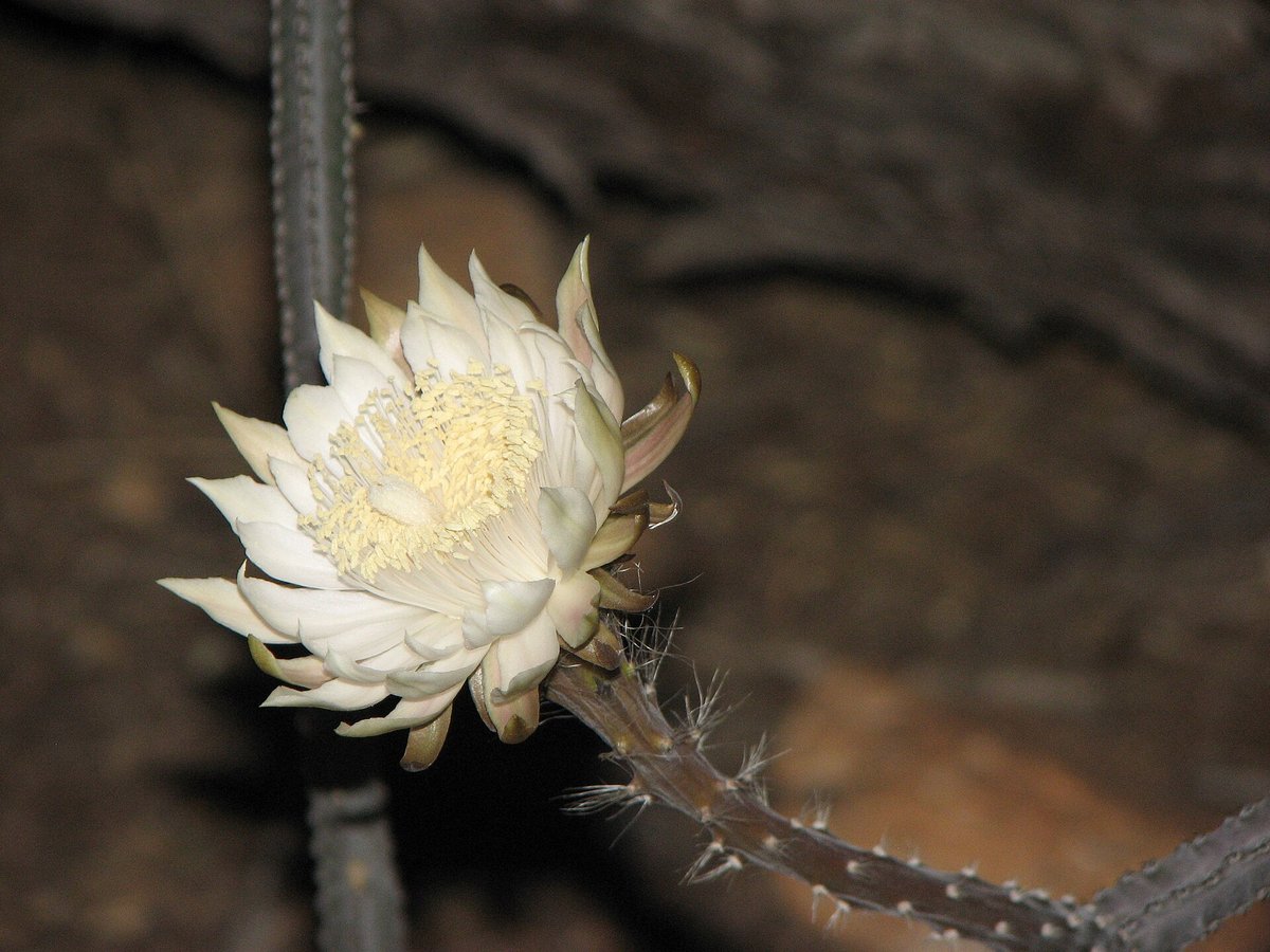 Saguaro Cactus Night Bloom — Sonoran Desert Arizona