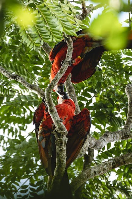 Scarlet Macaw Clay Lick Gathering — Carara National Park