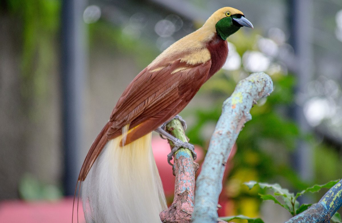 Birds of Paradise Display — Arfak Mountains Papua Indonesia