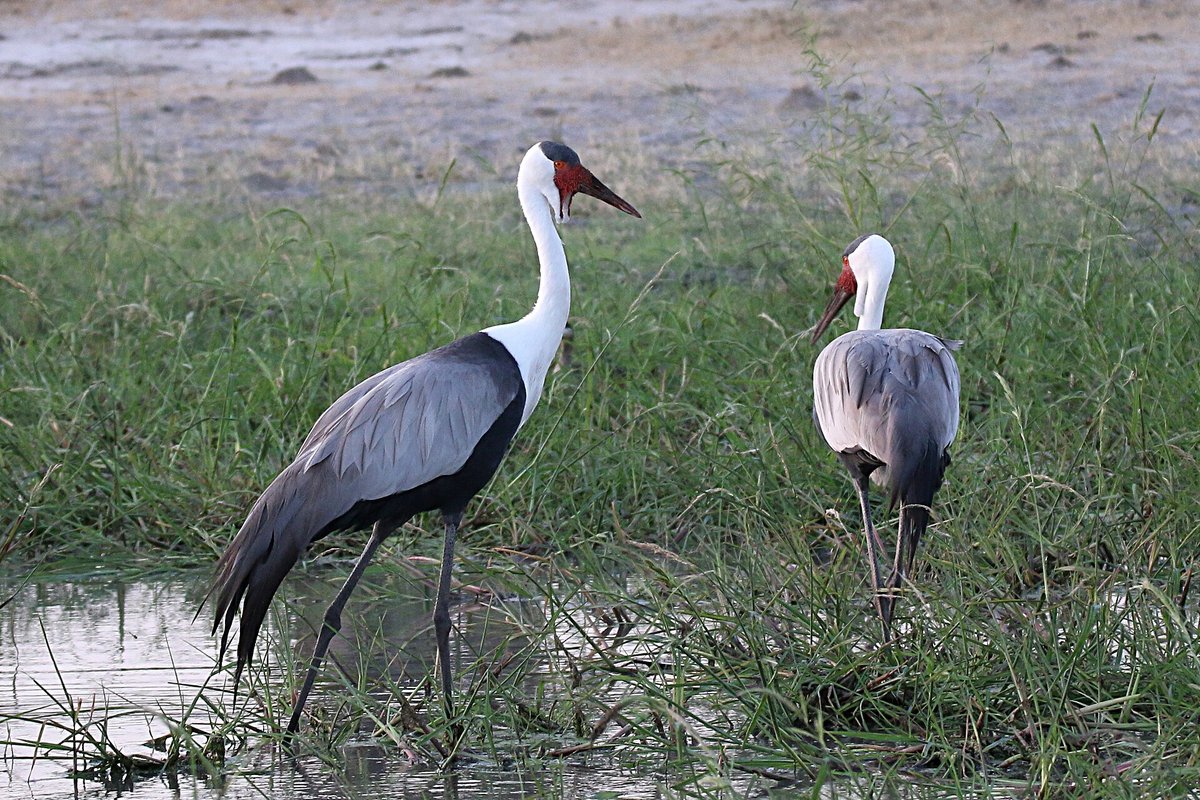 Wattled Crane Congregations (Kafue Flats) — Blue Lagoon National Park