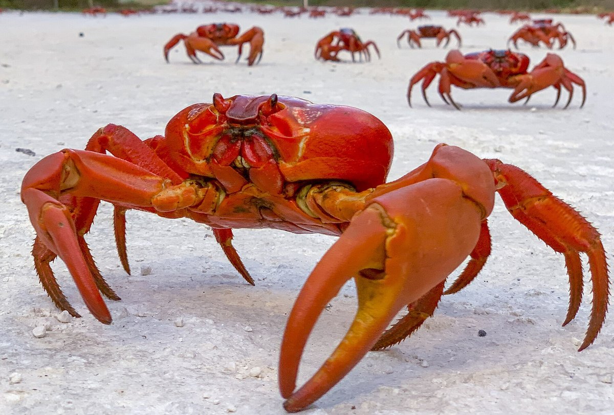 Christmas Island Land Crab Spawning