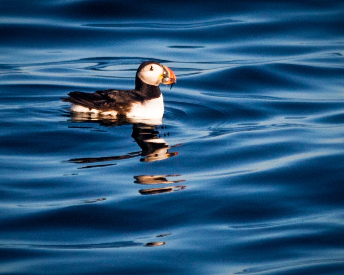 Eastern Egg Rock Puffin Colony