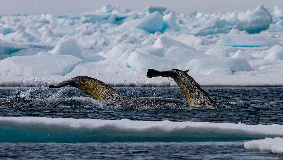 Narwhal Surfacing — Pond Inlet Nunavut Canada