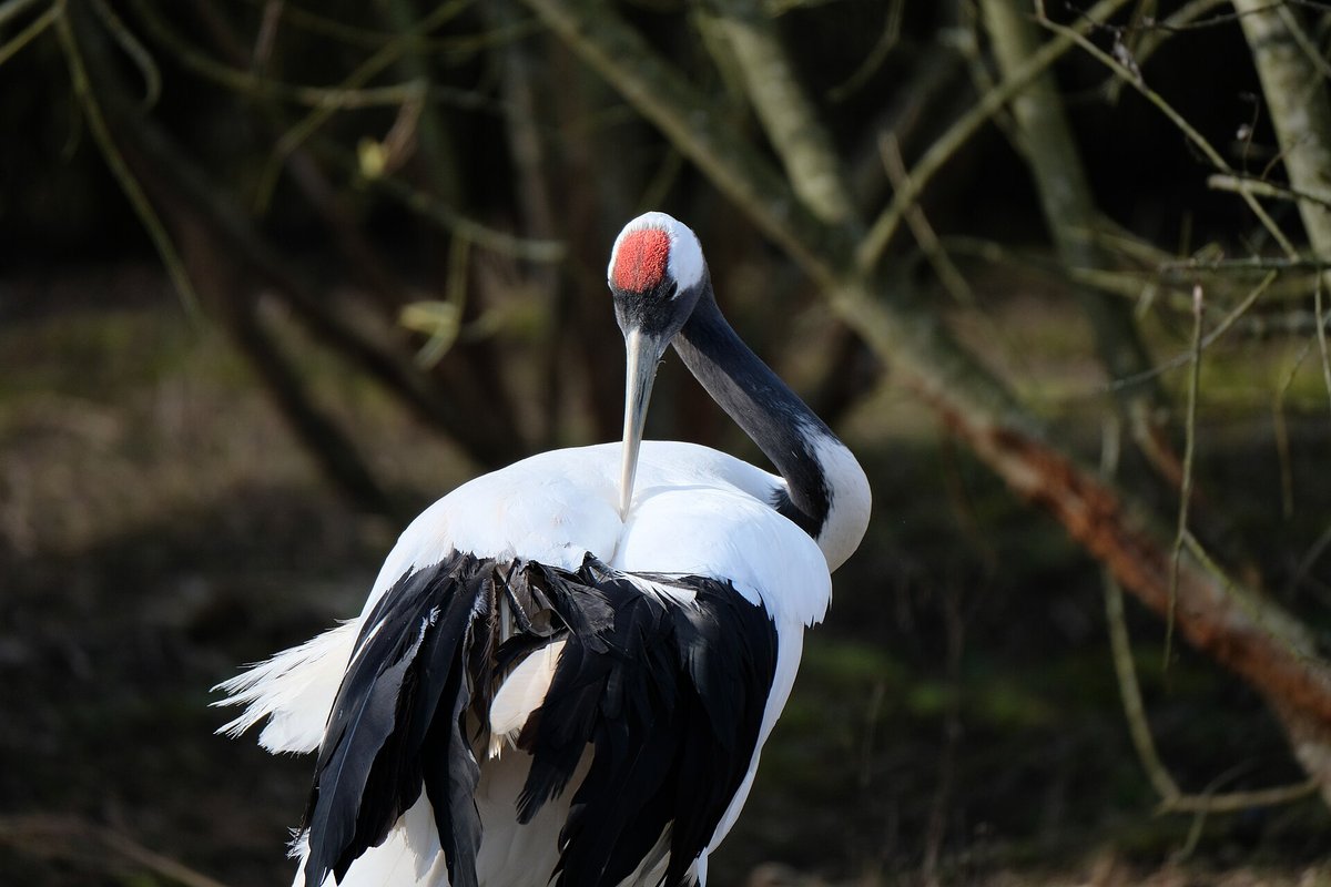 Red-crowned Crane Dawn Flypast — Cheorwon DMZ