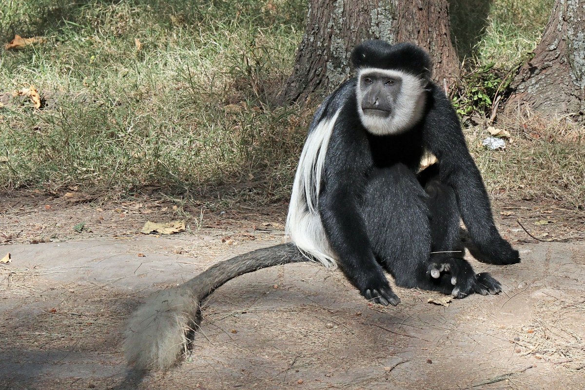 Colobus Monkey Troop — Kibale Uganda