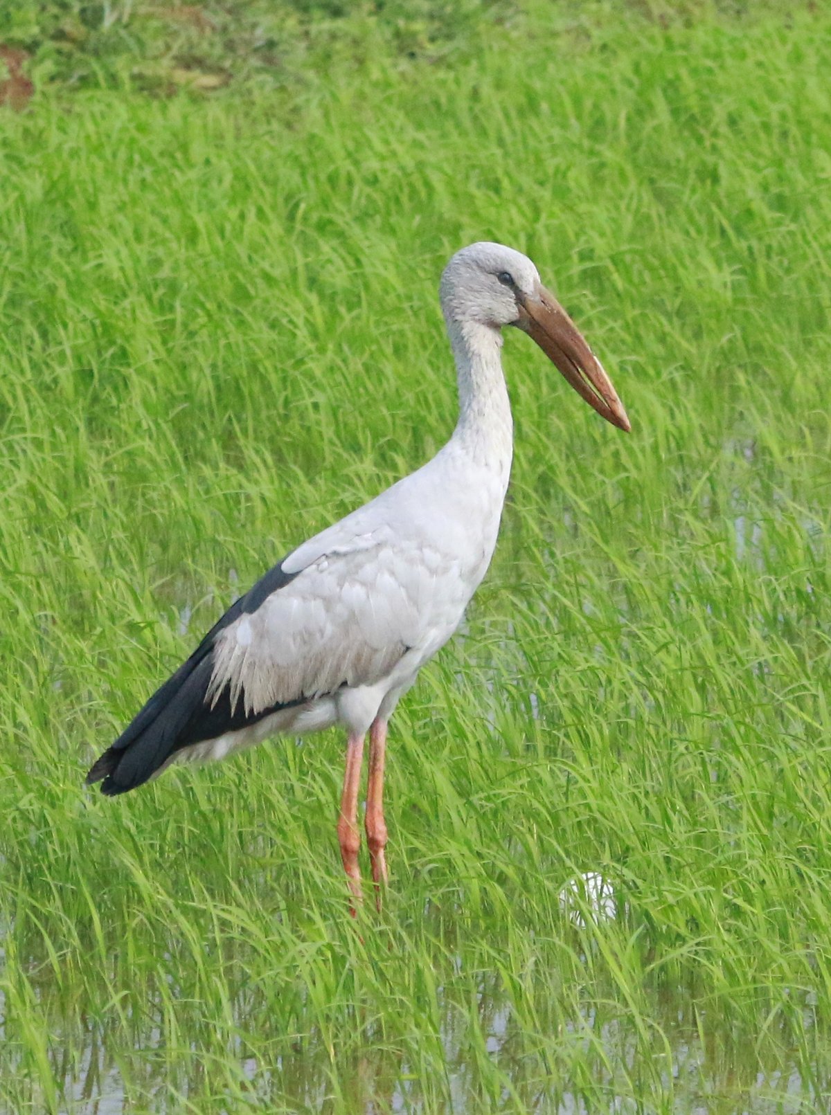 Wading Bird Spectacle — Doñana Marismas
