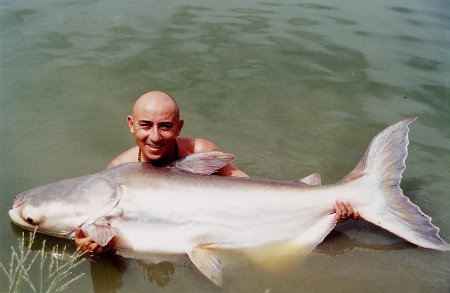 Mekong Giant Catfish Migration — Northern Thailand